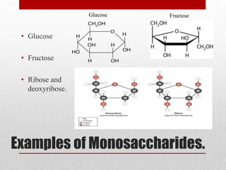 Examples of Monosaccharides.
• Glucose
• Fructose
• Ribose and
deoxyribose.
Glucose Fructose
 
