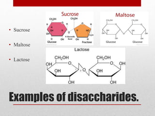 Examples of disaccharides.
• Sucrose
• Maltose
• Lactose
 