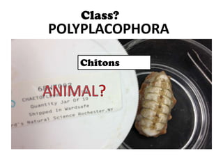 Class?
POLYPLACOPHORA

   Chitons
 