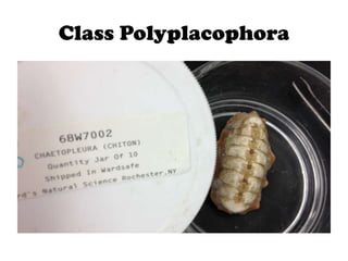 Class Polyplacophora
    Chitons
 