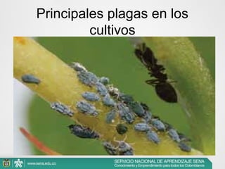 Principales plagas en los
cultivos

 
