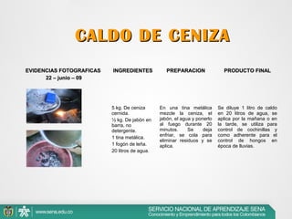 CALDO DE CENIZA
EVIDENCIAS FOTOGRAFICAS
22 – junio – 09

INGREDIENTES

PREPARACION

PRODUCTO FINAL

5 kg. De ceniza
cernida.
½ kg. De jabón en
barra, no
detergente.
1 tina metálica.
1 fogón de leña.
20 litros de agua.

En una tina metálica
mezcle la ceniza, el
jabón, el agua y ponerlo
al fuego durante 20
minutos.
Se
deja
enfriar, se cola para
eliminar residuos y se
aplica.

Se diluye 1 litro de caldo
en 20 litros de agua, se
aplica por la mañana o en
la tarde, se utiliza para
control de cochinillas y
como adherente para el
control de hongos en
época de lluvias.

 