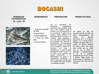 BOCASHI
EVIDENCIAS
FOTOGRAFICAS
22 – junio - 09

INGREDIENTES

- 5 kg de cascarilla
de fríjol.
- 5 kg de tierra.
- 5 kg de gallinaza.
- 2 litros de agua
tibia.
- 2 kg de melaza.

PREPARACION

PRODUCTO FINAL

Se
va
mezclando
los
anteriores
ingredientes
uniformemente dándole unas
dos o tres vueltas a toda la
mezcla y en el transcurso se
le va echando el agua con la
melaza hasta obtener una
humedad del 60 %,cubrir con
costales, hojas vegetales o
lona. Se debe voltear durante
los primeros tres días de la
fermentación , se recomienda
darle dos vueltas a la mezcla
por la mañana y tarde; de lo
contrario
se
sube
la
temperatura, la cual no debe
sobrepasar los 50 °C. De 12 a
15 días se ha logrado una
buena maduración y su
temperatura es igual a la
temperatura ambiental, su
color es gris claro, queda seco
con aspecto de polvo arenoso
y consistencia suelta.

Se aplica un 10% de
bocashi curtido por 90% de
tierra. Dependiendo del
cultivo
en
plantas
perennes de 3 a 4 kg por
planta, 3 a 4 veces al año.
Plantas anuales 500 grs x
planta. El abono siempre
se debe cubrir con tierra
para evitar que se dañe
con el sol, lo ideal es
utilizarlo inmediatamente,
si se va a guardar
protegerlo por el sol, viento
y lluvias. Bajo techo de
preferencia en costales, no
almacenar por mas de tres
meses.

 