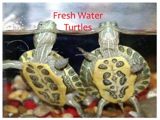 Fresh Water
   Turtles
 