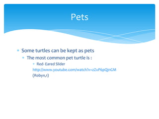 Pets


Some turtles can be kept as pets
  The most common pet turtle is :
      Red- Eared Slider
    http://www.youtube.com/watch?v=zZxP6pQjnGM
    (Robyn,1)
 
