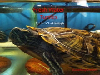 Fresh Water
   Turtles
By Lauren Luckenbaugh




                        (Luckenbaugh,sheldon)
 