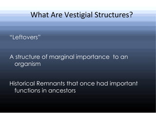 What Are Vestigial Structures? “ Leftovers” A structure of marginal importance  to an organism Historical Remnants that once had important functions in ancestors 