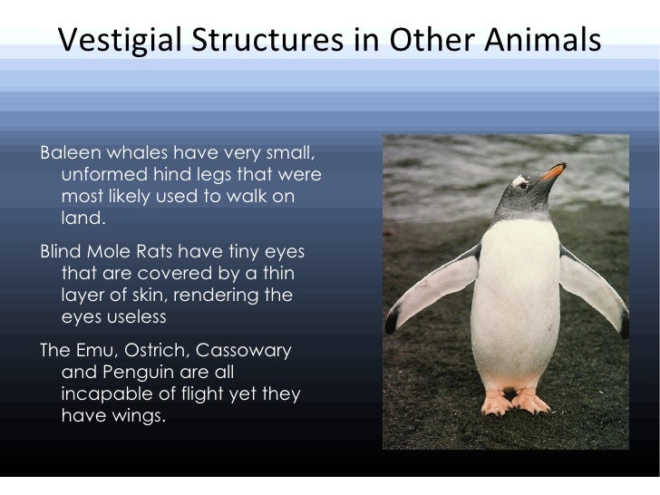 vestigial-structures