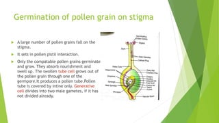 Germination of pollen grain on stigma
 A large number of pollen grains fall on the
stigma.
 It sets in pollen pistil interaction.
 Only the compatable pollen grains germinate
and grow. They absorb nourishment and
swell up. The swollen tube cell grows out of
the pollen grain through one of the
germpore.It produces a pollen tube.Pollen
tube is covered by intine only. Generative
cell divides into two male gametes, if it has
not divided already.
 