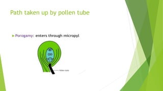 Path taken up by pollen tube
 