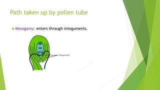 Path taken up by pollen tube
 