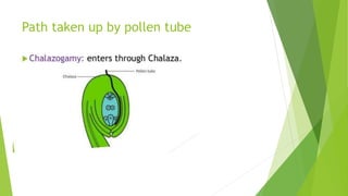 Path taken up by pollen tube
 