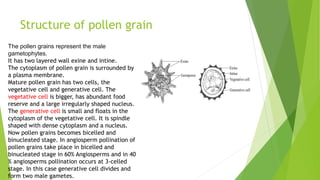 Structure of pollen grain
The pollen grains represent the male
gametophytes.
It has two layered wall exine and intine.
The cytoplasm of pollen grain is surrounded by
a plasma membrane.
Mature pollen grain has two cells, the
vegetative cell and generative cell. The
vegetative cell is bigger, has abundant food
reserve and a large irregularly shaped nucleus.
The generative cell is small and floats in the
cytoplasm of the vegetative cell. It is spindle
shaped with dense cytoplasm and a nucleus.
Now pollen grains becomes bicelled and
binucleated stage. In angiosperm pollination of
pollen grains take place in bicelled and
binucleated stage in 60% Angiosperms and in 40
% angiosperms pollination occurs at 3-celled
stage. In this case generative cell divides and
form two male gametes.
 