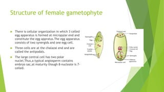 Structure of female gametophyte
 There is cellular organization in which 3 celled
egg apparatus is formed at micropylar end and
constitute the egg appratus.The egg apparatus
consists of two synergids and one egg cell.
 Three cells are at the chalazal end and are
called the antipodals.
 The large central cell has two polar
nuclei.Thus,a typical angiosperm contains
embryo sac,at maturity though 8-nucleate is 7-
celled.
 
