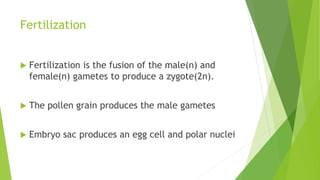 Fertilization
 Fertilization is the fusion of the male(n) and
female(n) gametes to produce a zygote(2n).
 The pollen grain produces the male gametes
 Embryo sac produces an egg cell and polar nuclei
 