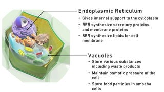 Vacuoles
• Store various substances
including waste products
• Maintain osmotic pressure of the
cell
• Store food particles in amoeba
cells
Endoplasmic Reticulum
• Gives internal support to the cytoplasm
• RER synthesize secretory proteins
and membrane proteins
• SER synthesize lipids for cell
membrane
 