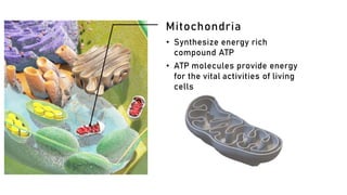 Mitochondria
• Synthesize energy rich
compound ATP
• ATP molecules provide energy
for the vital activities of living
cells
 