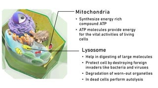 Mitochondria
• Synthesize energy rich
compound ATP
• ATP molecules provide energy
for the vital activities of living
cells
Lysosome
• Help in digesting of large molecules
• Protect cell by destroying foreign
invaders like bacteria and viruses
• Degradation of worn-out organelles
• In dead cells perform autolysis
 