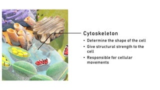 Cytoskeleton
• Determine the shape of the cell
• Give structural strength to the
cell
• Responsible for cellular
movements
 