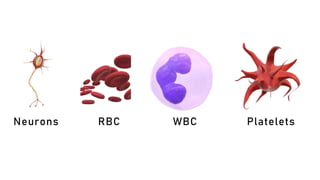 Neurons RBC WBC Platelets
 
