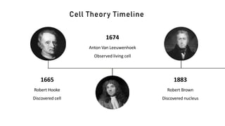 1665
Cell Theory Timeline
Robert Hooke
Discovered cell
1674
Anton Van Leeuwenhoek
Observed living cell
1883
Robert Brown
Discovered nucleus
 