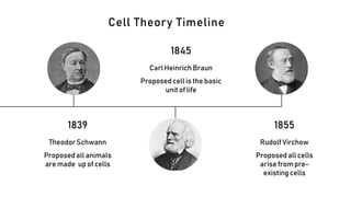 1839
TheodorSchwann
Proposed all animals
are made up of cells
1845
CarlHeinrichBraun
Proposedcell is the basic
unit of life
1855
RudolfVirchow
Proposed all cells
arisefrompre-
existing cells
Cell Theory Timeline
 
