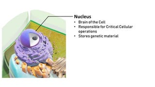 Nucleus
• Brain of the Cell
• Responsible for Critical Cellular
operations
• Stores genetic material
 