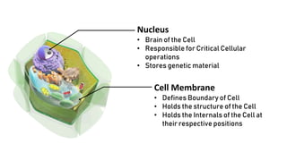 Nucleus
• Brain of the Cell
• Responsible for Critical Cellular
operations
• Stores genetic material
Cell Membrane
• Defines Boundary of Cell
• Holds the structure of the Cell
• Holds the Internals of the Cell at
their respective positions
 