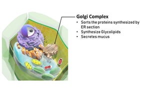 Golgi Complex
• Sorts the proteins synthesized by
ER section
• Synthesize Glycolipids
• Secretes mucus
 