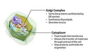 Cytoplasm
• Fluid inside Cell membrane
• Allows the transfer of materials
through and out of the cell
• Also protects and holds the
organelles
Golgi Complex
• Sorts the proteins synthesized by
ER section
• Synthesize Glycolipids
• Secretes mucus
 