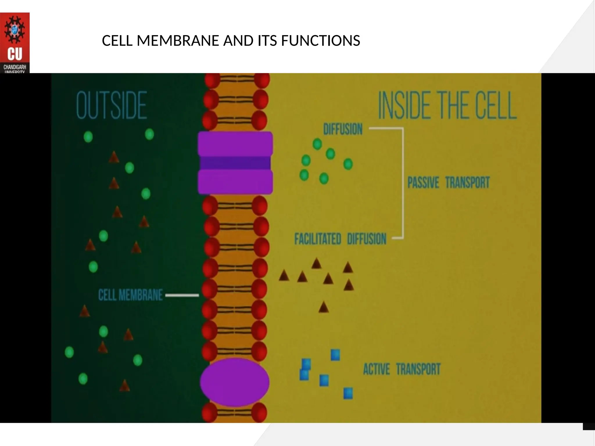 BIO PRESENTATION harsh described about fluid mosaic model of plasma