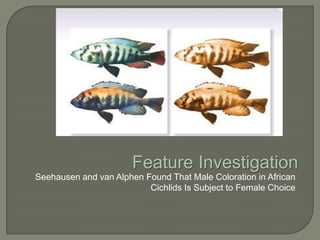 Feature Investigation
Seehausen and van Alphen Found That Male Coloration in African
                          Cichlids Is Subject to Female Choice
 