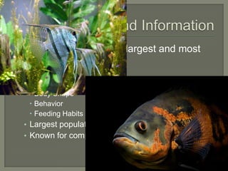  Cichlidae   family one of largest and most
 diverse
  • Vary by:
     Coloration
     Body Shape
     Behavior
     Feeding Habits
  • Largest population in Eastern African lakes
  • Known for complex mating behavior
 