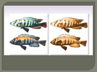  P. pandamilia and P. nyerierei can
  interbreed
 Both found in Lake Victoria
  • Certain areas of the lake have interbreeding;
       others do not
 Coloration     valued in female choice of mate
 