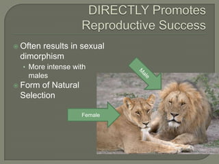  Often
      results in sexual
 dimorphism
  • More intense with
   males
 Formof Natural
 Selection

                   Female
 