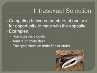  Competing  between members of one sex
  for opportunity to mate with the opposite
 Examples
  • Horns on male goats
  • Antlers on male deer
  • Enlarged claws on male fiddler crabs
 