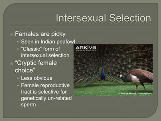  Females    are picky
  • Seen in Indian peafowl
  • “Classic” form of
    intersexual selection
 “Cryptic   female
 choice”
  • Less obvious
  • Female reproductive
    tract is selective for
    genetically un-related
    sperm
 