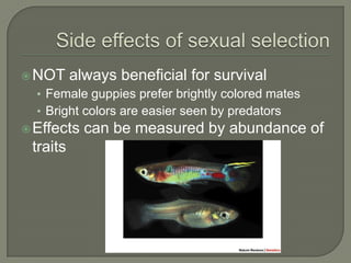  NOT     always beneficial for survival
  • Female guppies prefer brightly colored mates
  • Bright colors are easier seen by predators
 Effects   can be measured by abundance of
 traits
 