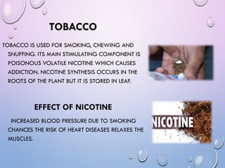 TOBACCO
TOBACCO IS USED FOR SMOKING, CHEWING AND
SNUFFING. ITS MAIN STIMULATING COMPONENT IS
POISONOUS VOLATILE NICOTINE WHICH CAUSES
ADDICTION. NICOTINE SYNTHESIS OCCURS IN THE
ROOTS OF THE PLANT BUT IT IS STORED IN LEAF.
EFFECT OF NICOTINE
INCREASED BLOOD PRESSURE DUE TO SMOKING
CHANCES THE RISK OF HEART DISEASES RELAXES THE
MUSCLES.
 