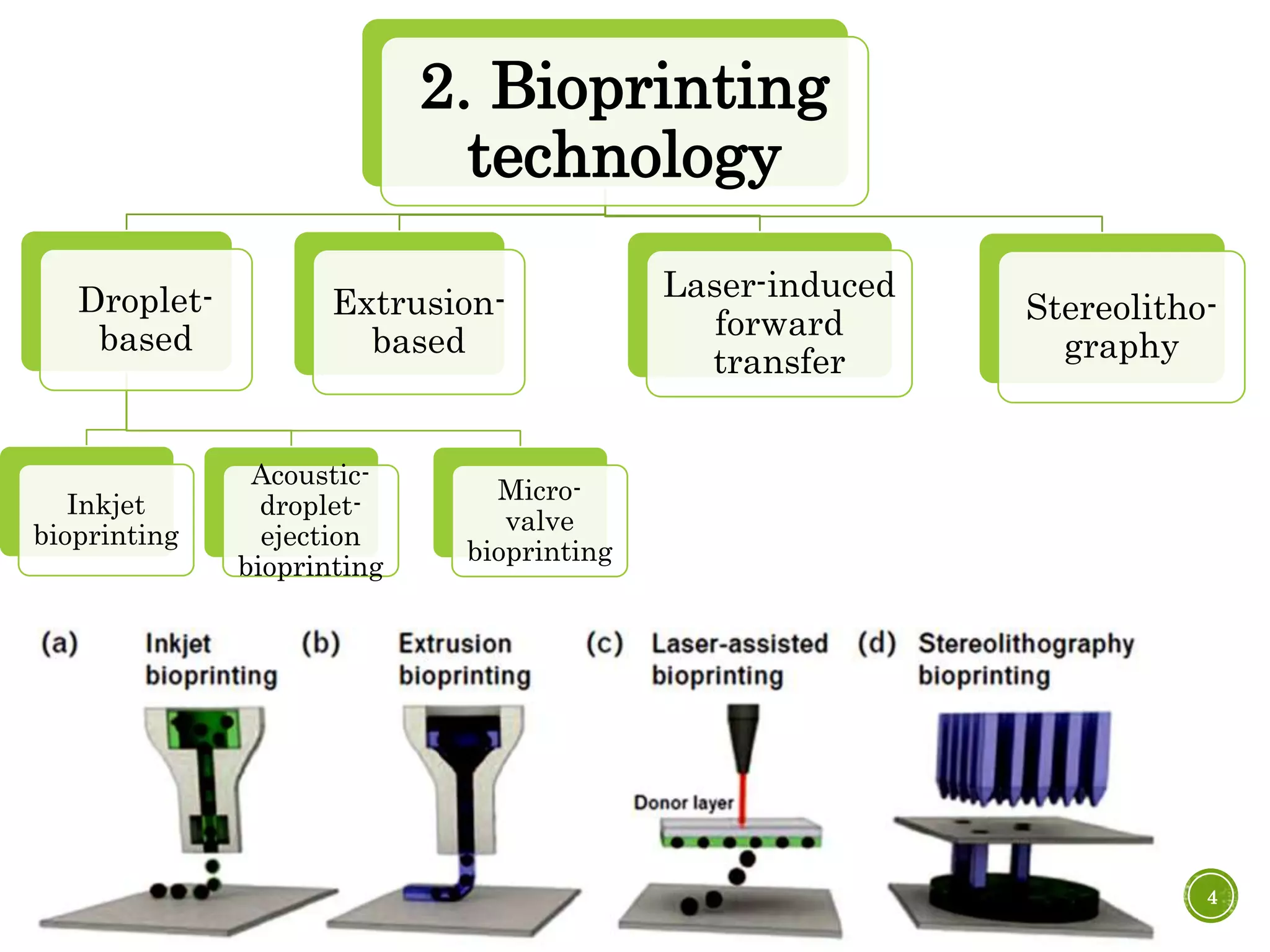 Bioprinting and bionks a new paradigm for 3 d organ development | PPTX
