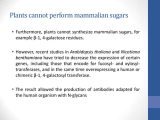 Plants cannot perform mammalian sugars
 Furthermore, plants cannot synthesize mammalian sugars, for
example β-1, 4-galactose residues.
 However, recent studies in Arabidopsis thaliana and Nicotiana
benthamiana have tried to decrease the expression of certain
genes, including those that encode for fucosyl- and xylosyl-
transferases, and in the same time overexpressing a human or
chimeric β-1, 4-galactosyl transferase.
 The result allowed the production of antibodies adapted for
the human organism with N-glycans
 