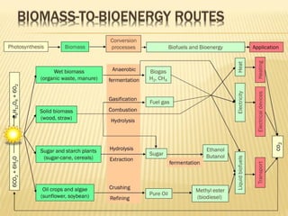 bioprocess and Bioreactor presentation.pdf