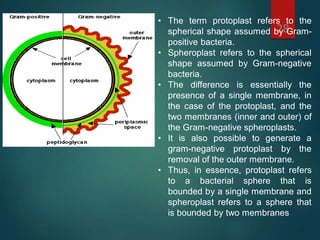 28
• The term protoplast refers to the
spherical shape assumed by Gram-
positive bacteria.
• Spheroplast refers to the spherical
shape assumed by Gram-negative
bacteria.
• The difference is essentially the
presence of a single membrane, in
the case of the protoplast, and the
two membranes (inner and outer) of
the Gram-negative spheroplasts.
• It is also possible to generate a
gram-negative protoplast by the
removal of the outer membrane.
• Thus, in essence, protoplast refers
to a bacterial sphere that is
bounded by a single membrane and
spheroplast refers to a sphere that
is bounded by two membranes
 
