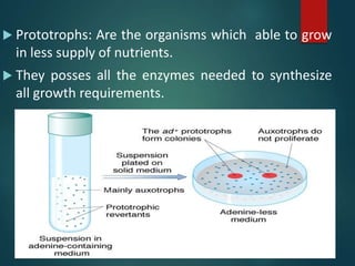  Prototrophs: Are the organisms which able to grow
in less supply of nutrients.
 They posses all the enzymes needed to synthesize
all growth requirements.
 