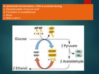 54
In alchoholic fermentation, CO2 is evolved during
a. Decarboxylatin of pyruvic acid
b. Formation of acetaldehyde
c. None
d. Both a and b
 