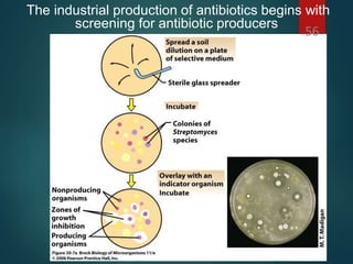 The industrial production of antibiotics begins with
screening for antibiotic producers
56
 