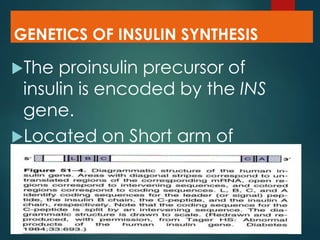 GENETICS OF INSULIN SYNTHESIS
The proinsulin precursor of
insulin is encoded by the INS
gene.
Located on Short arm of
Chromosome -11
 