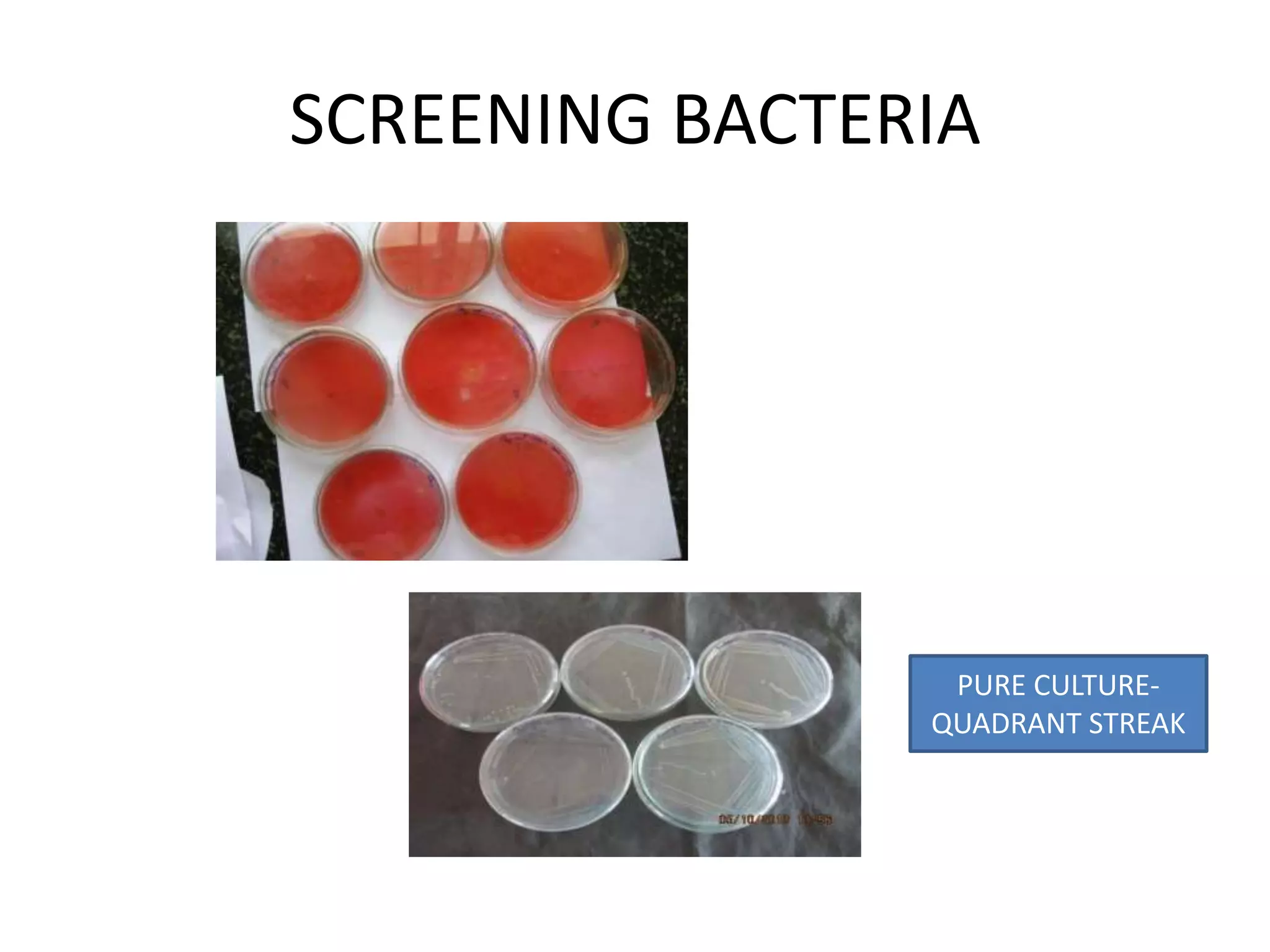 SCREENING BACTERIA
PURE CULTURE-
QUADRANT STREAK