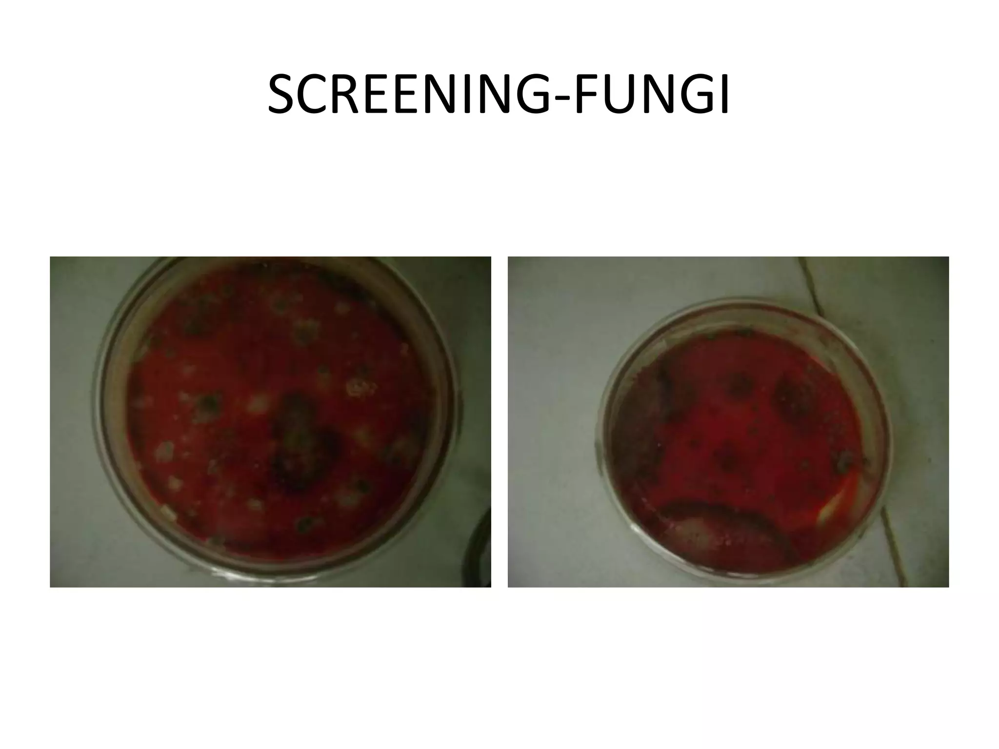 SCREENING-FUNGI