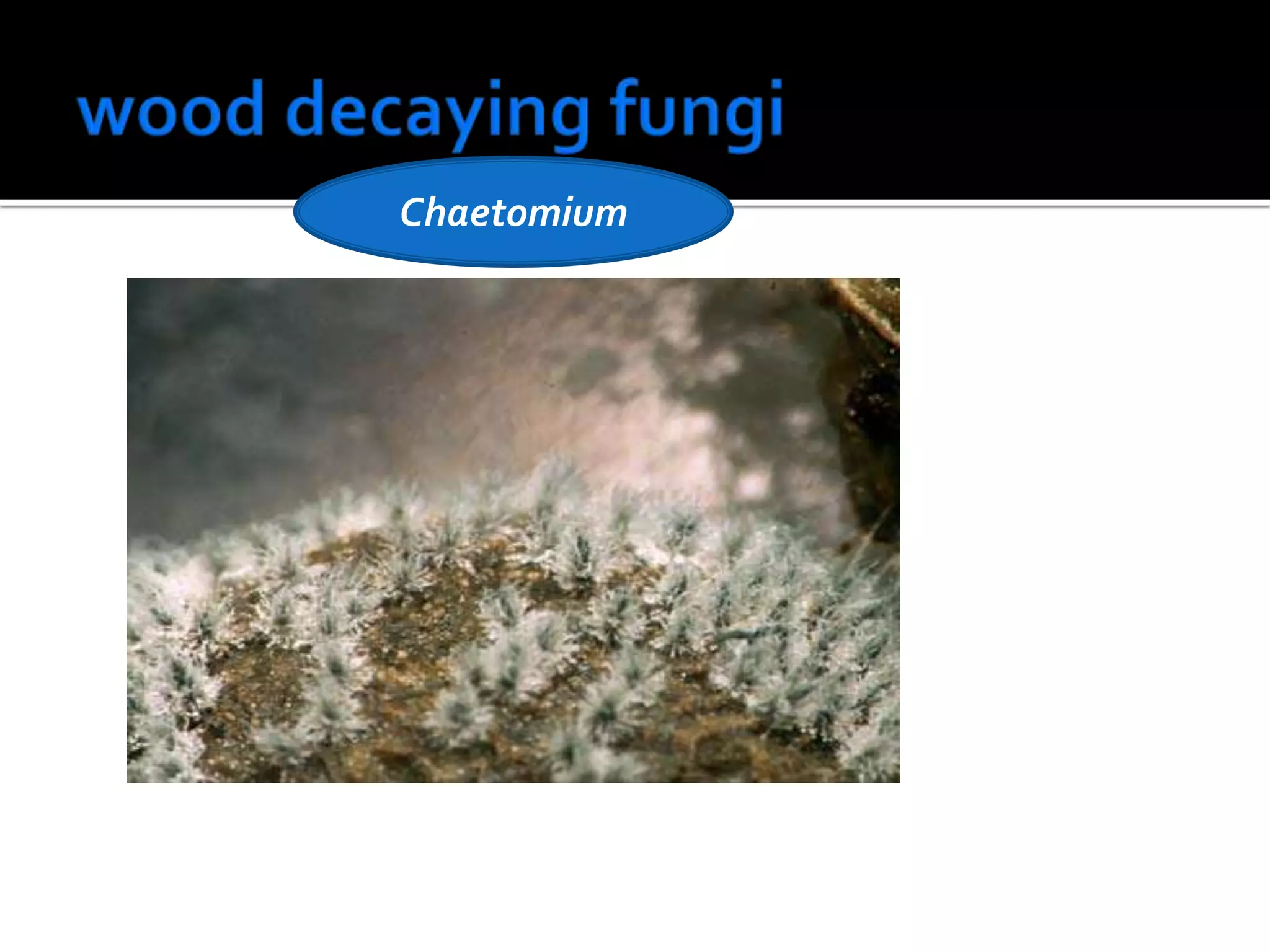 Chaetomium